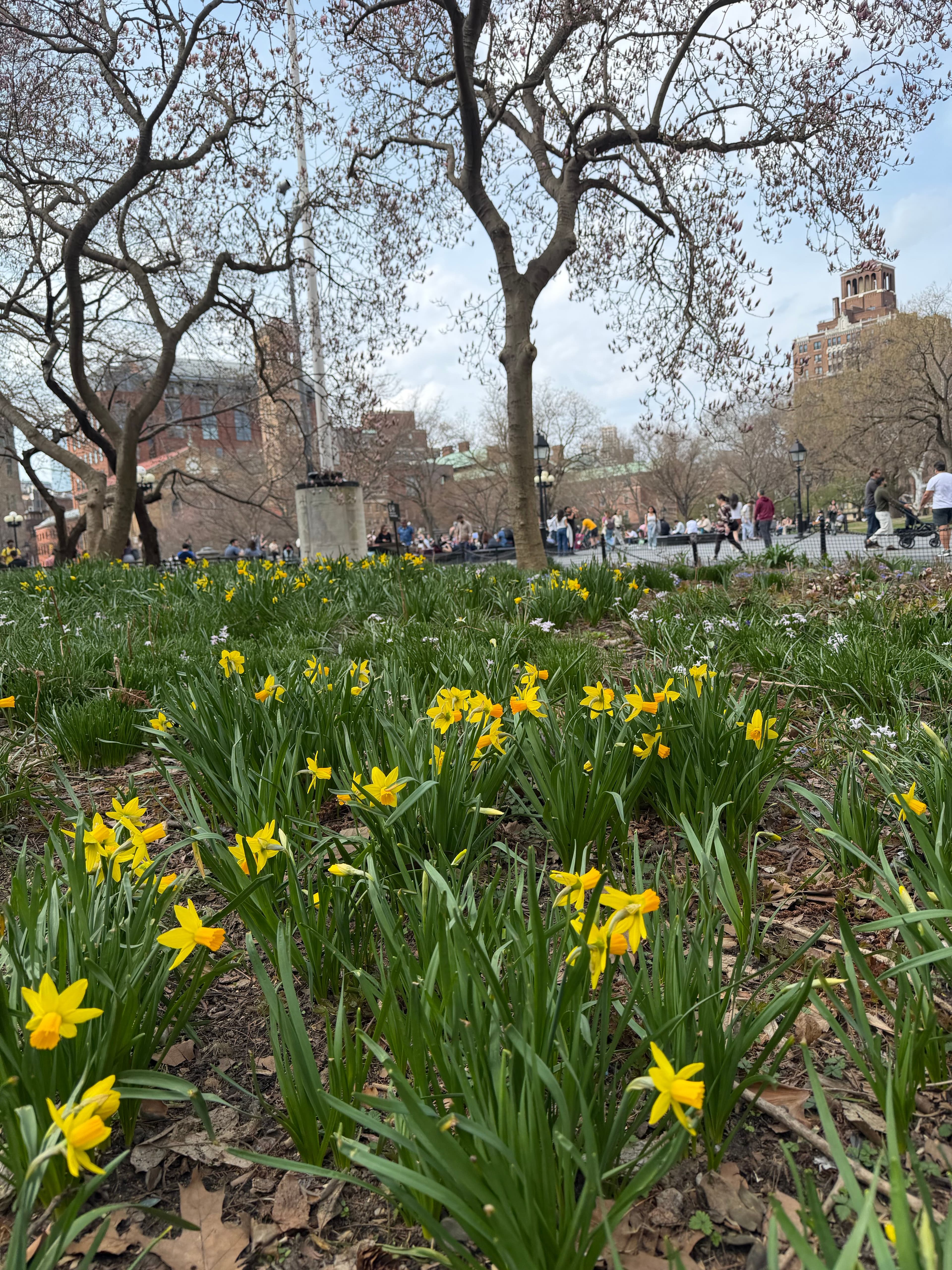 Daffodils in full bloom in Washington Square Park