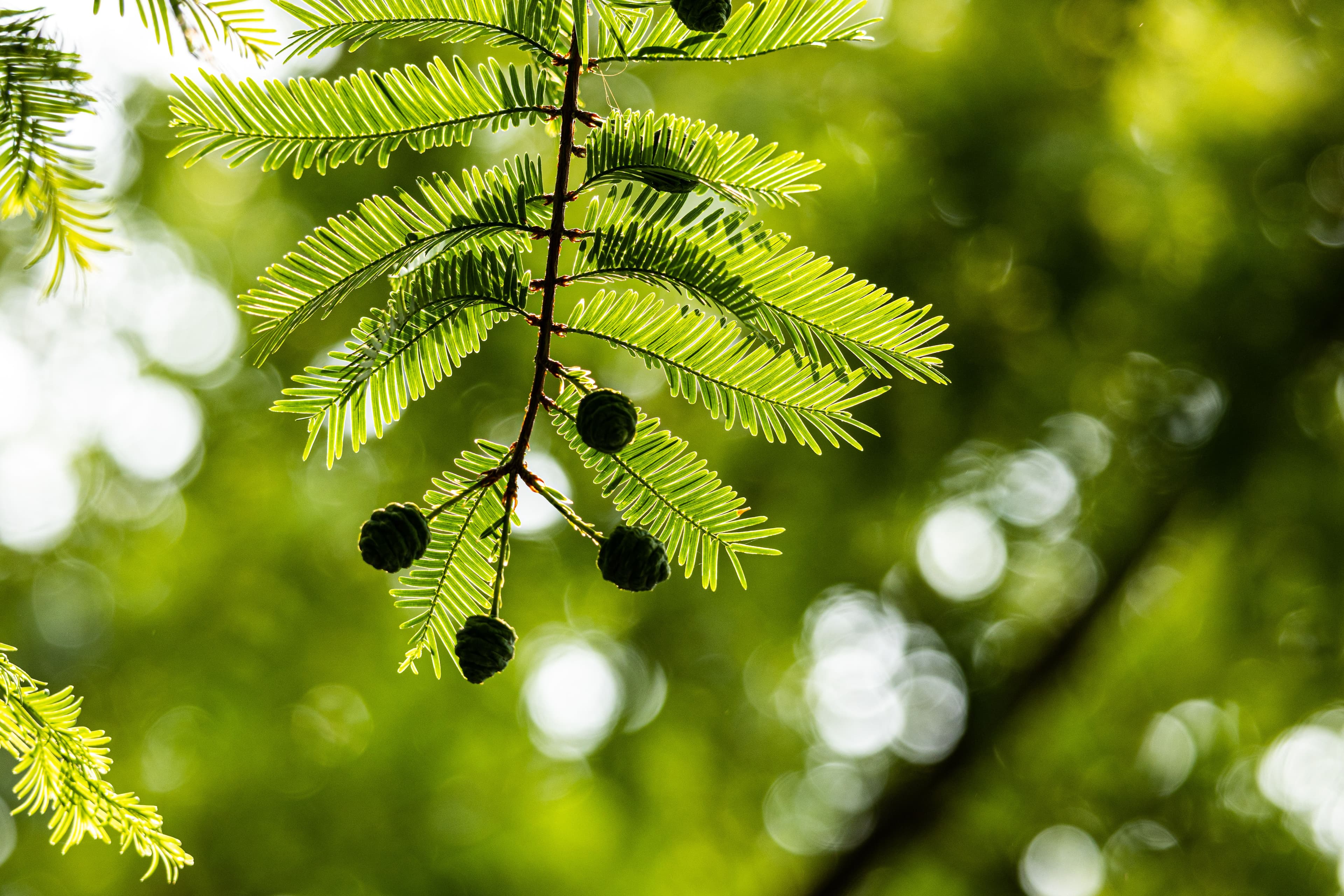 A close up of a tree in Washington Square Park.