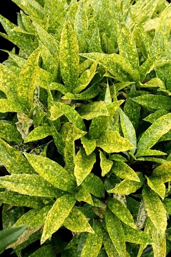 Image of Aucuba japonica — Japanese aucuba / spotted laurel