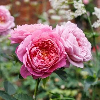 Image of Rosa spp. — rose