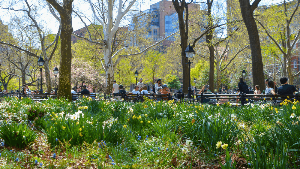 A spring scene with people sitting on benches in Washington Square Park